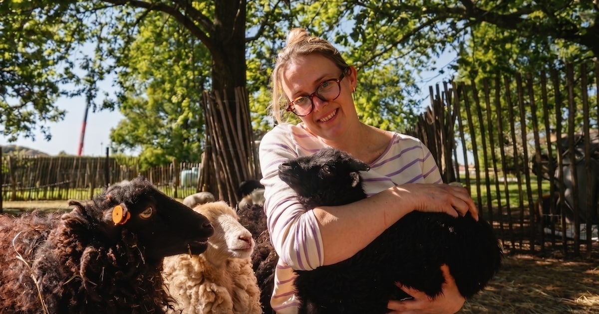 Kinderboerderij Den Binnenhof houdt ‘lammerborrel’: “Geboorte van dieren laten we niet zomaar voorbi