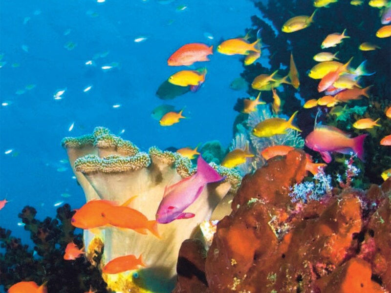 Raja Ampat - Indonesië