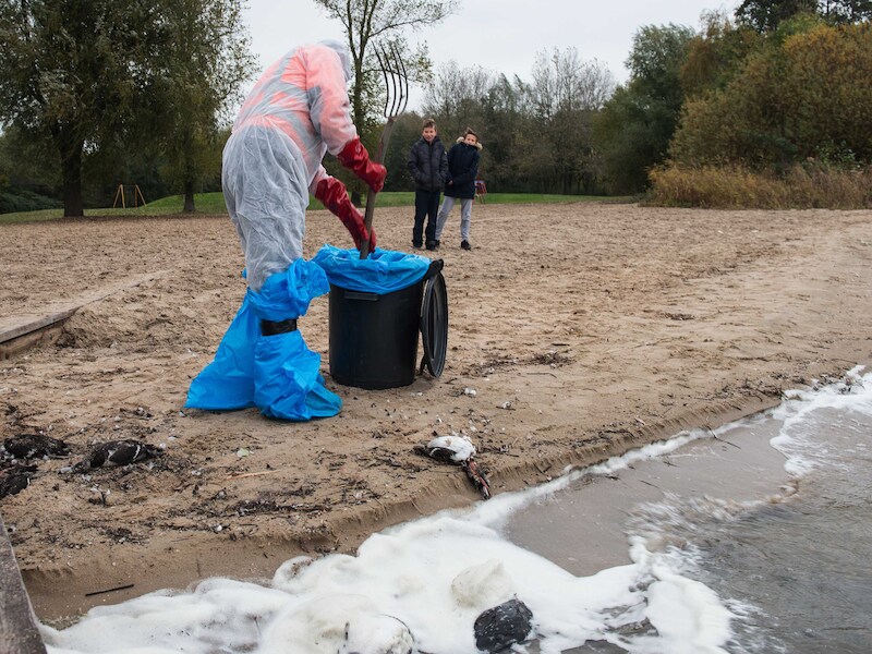 Dode kuifeenden worden geruimd op een strandje bij Monnickendam. Onderzoek door de Nederlandse Voedsel- en Warenautoriteit (NVWA) wees uit dat de dode watervogels zijn besmet met vogelgriep van het type H5N8.