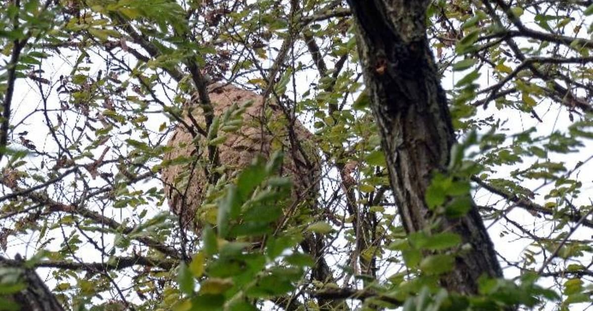 Kapelle-op-den-Bos vraagt inwoners nesten van de Aziatische hoornaar te melden