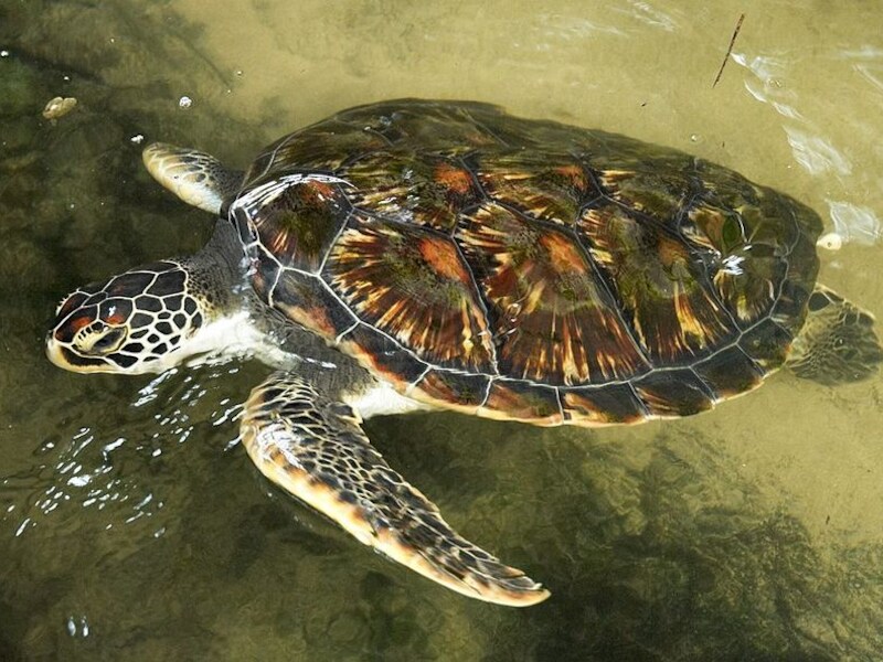De groene zeeschildpad heeft tevens het grootste verspreidingsgebied van alle soorten zeeschildpadden. Hij komt in zowat alle 'warmere' kustwateren voor.