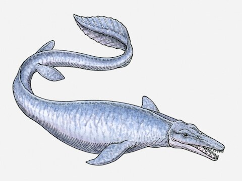 Illustratie mosasaurus