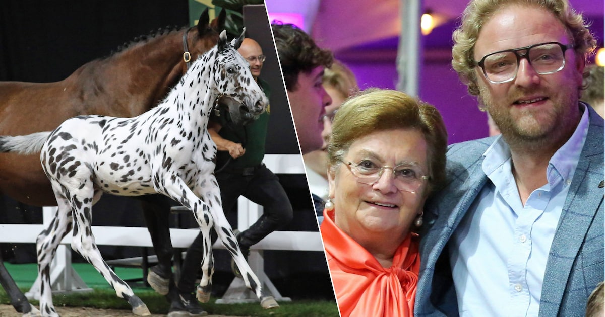 “Nooit eerder werd zó veel betaald voor een veulen”: het onwaarschijnlijke verhaal van C-Bra, dat vo