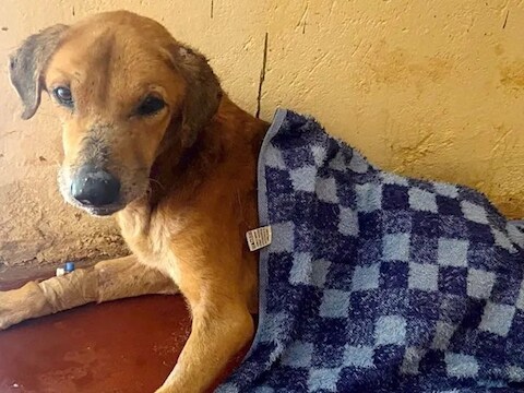 Het hondje Russet dook op in het onderzoek van BBC. De hon zou bewust mishandeld zijn geweest om nadien als lokaas te dienen voor stortingen.