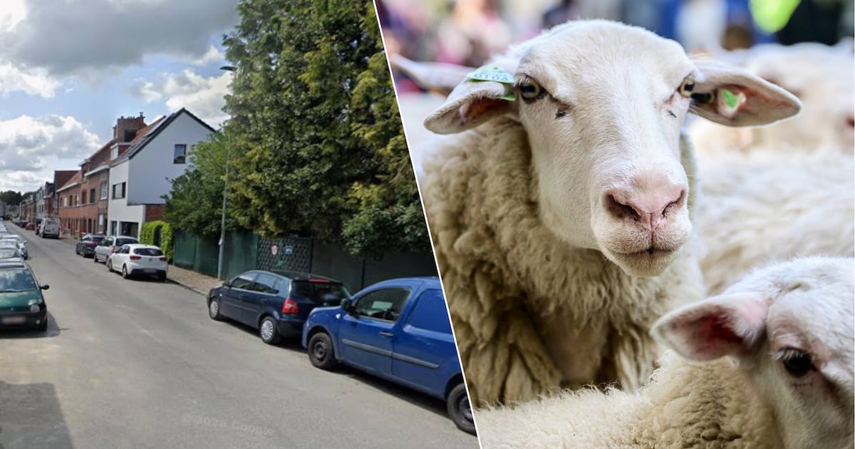 Politie neemt vier schapen bedoeld voor Offerfeest in beslag: “Dieren werden opgehaald door stadsdie