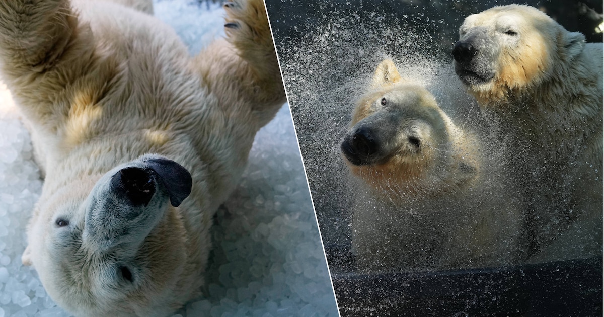 Praagse dierentuin houdt ijsberen koel met ijsblokken tijdens hittegolf