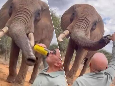 Beelden van het moment waarop de toerist bier in de slurf van de olifant giet.
