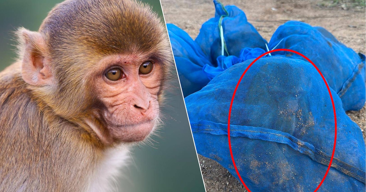 Handel in meth... en makaken: Thailand arresteert smokkelaars met 81 levende aapjes in voertuig