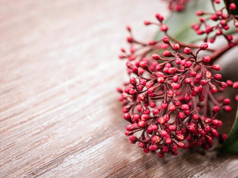De rode knoppen van de skimmia.