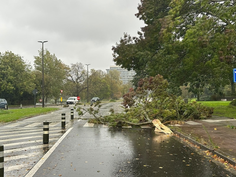 Afgeknakte boom op de rijbaan in Gent.