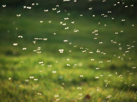 Meer regen - als gevolg van warmere oceanen - zorgt ervoor dat muggen die malaria verspreiden zich makkelijker kunnen voortplanten.