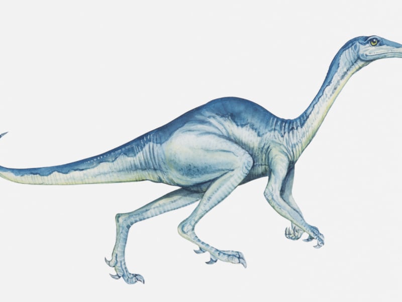 Een Troodon werd zo'n 2,4 meter lang.