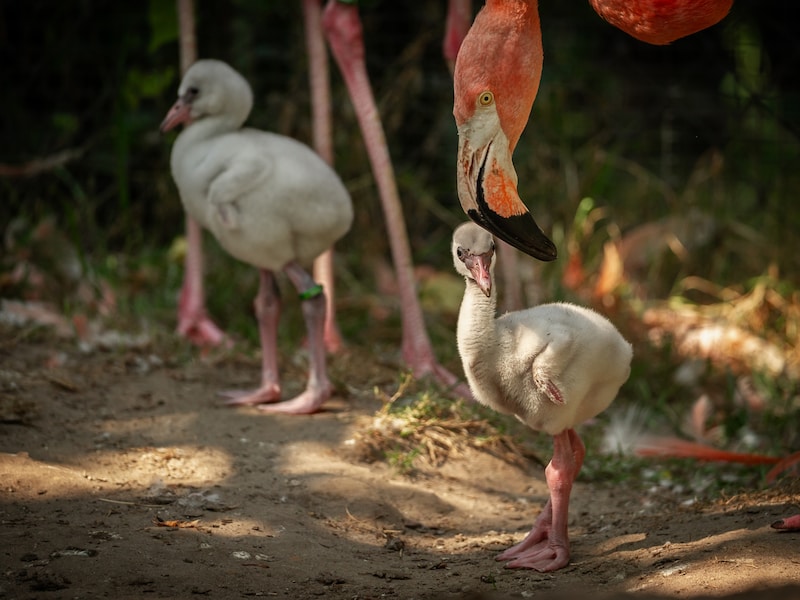 KIJK. Twee Cubaanse flamingokuikens zetten eerste stapjes in Zoo: “Mama en papa cirkelen beschermend om hen heen”