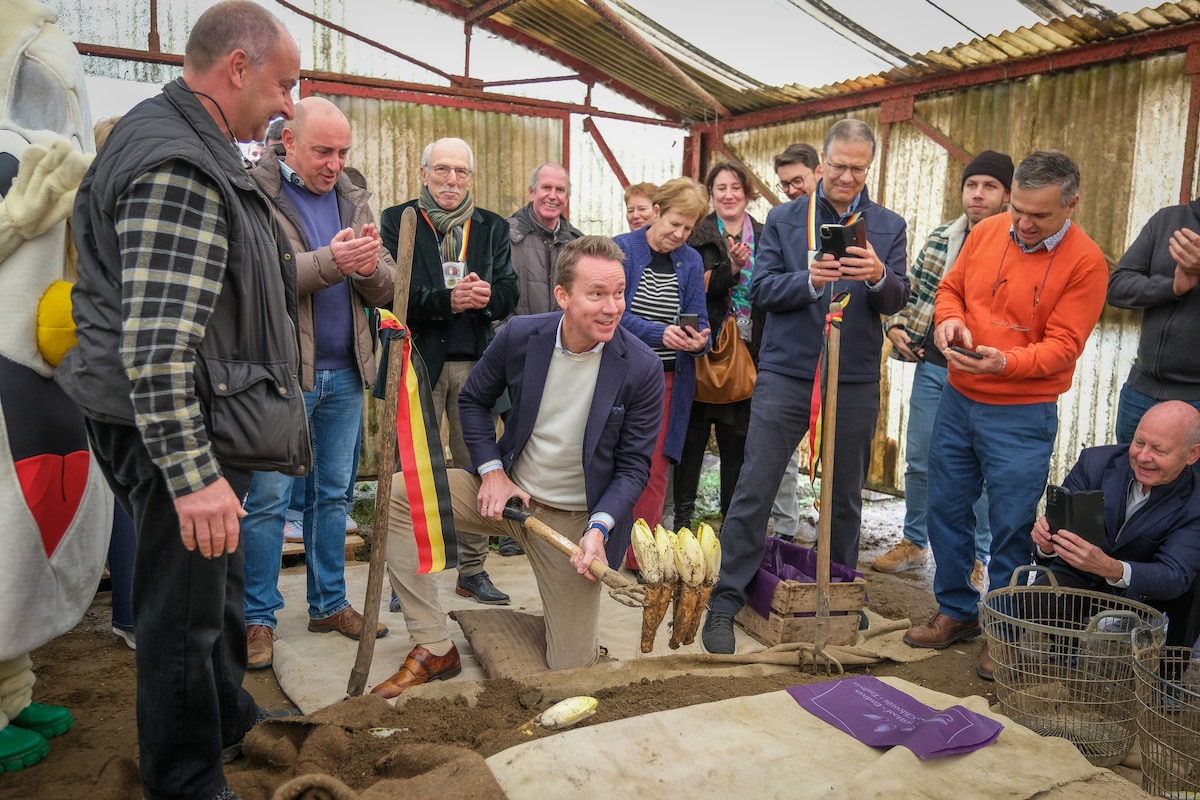 Grondwitloofseizoen feestelijk geopend in Perk