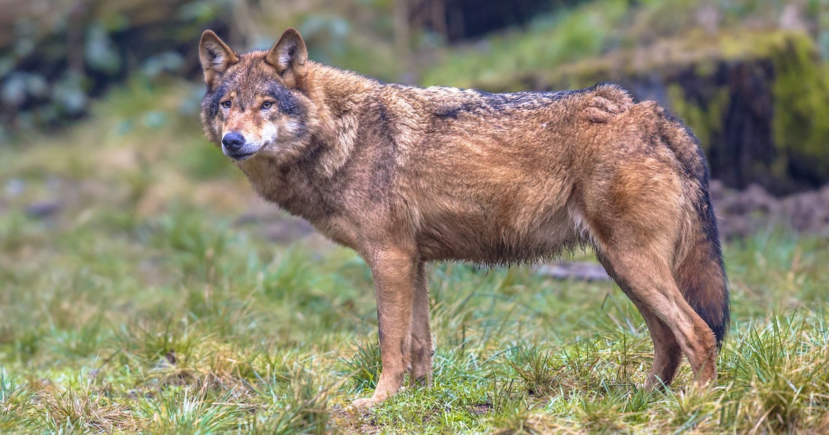 Primeur in Nederland: school blijft hele dag dicht door aanwezigheid van wolf