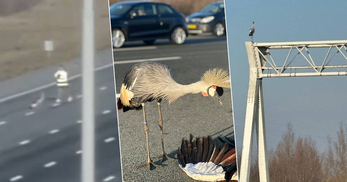 Kraanvogel weigert Nederlandse snelweg te verlaten nadat partner werd doodgereden