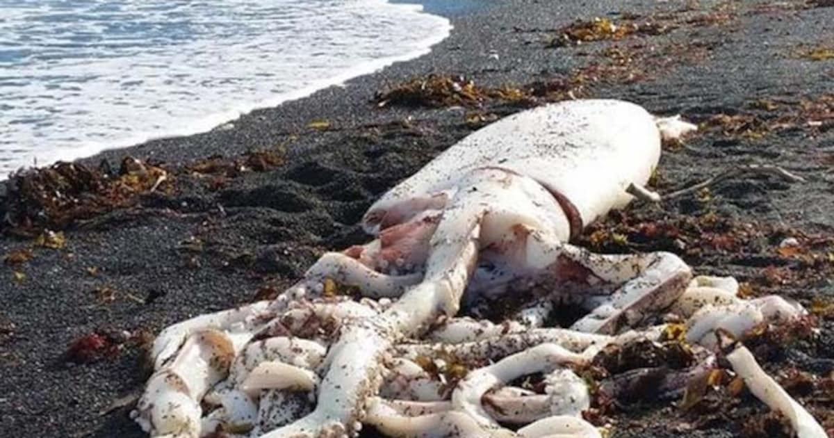 Gigantische inktvis spoelt aan op kust Nieuw-Zeeland | Bizar | HLN.be