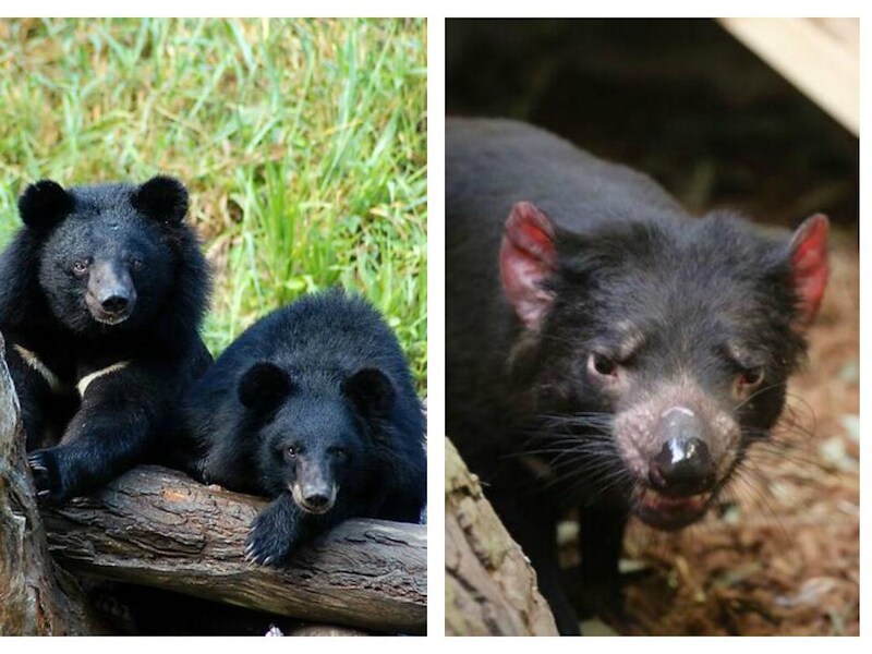 Drie nieuwe zwarte beren, twee Tasmaanse duivels en een familie orang-oetans: de nieuwkomers in Pairi Daiza.