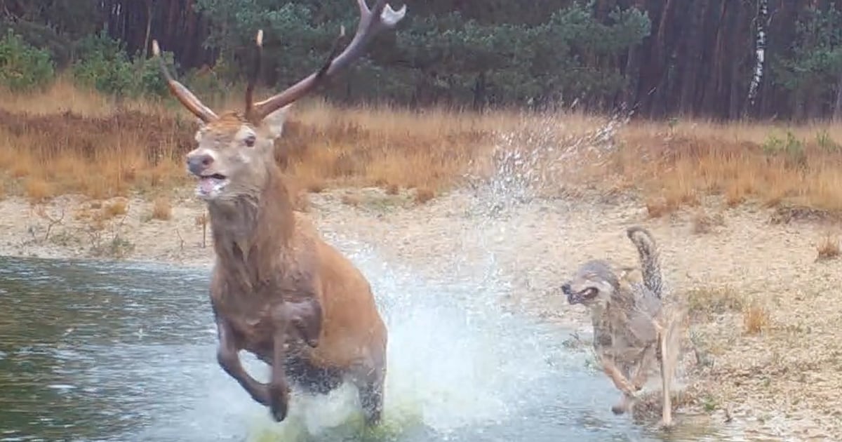 Wildcamera maakt indrukwekkende video van jagende wolven in Nederland: edelhert rent voor zijn leven