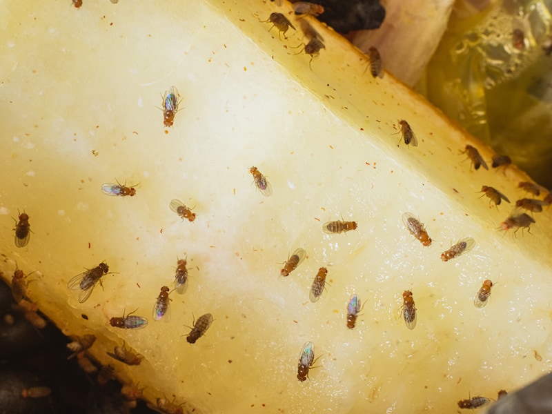 Ze nestelen graag in je vaatdoek en kunnen elk tot wel 900 eitjes leggen: zo win je de strijd tegen fruitvliegjes