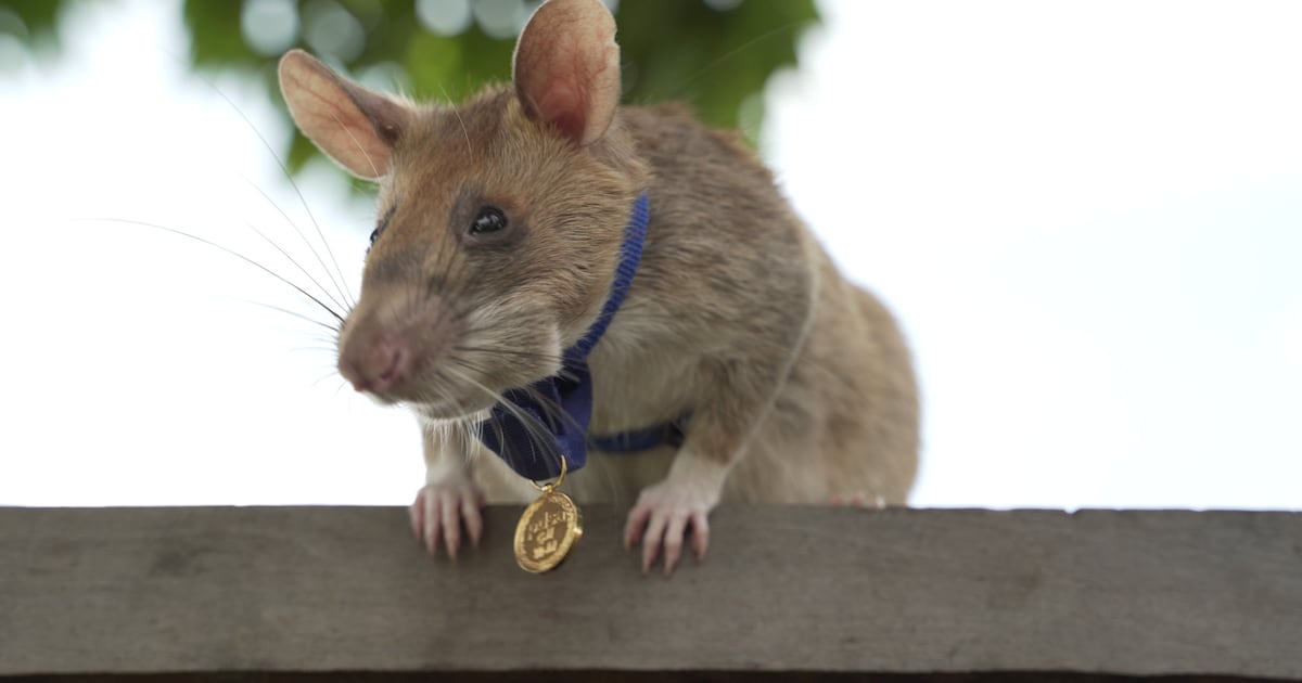 ‘Belgische’ mijnensnuffelende rat krijgt gouden medaille voor dierlijke ...