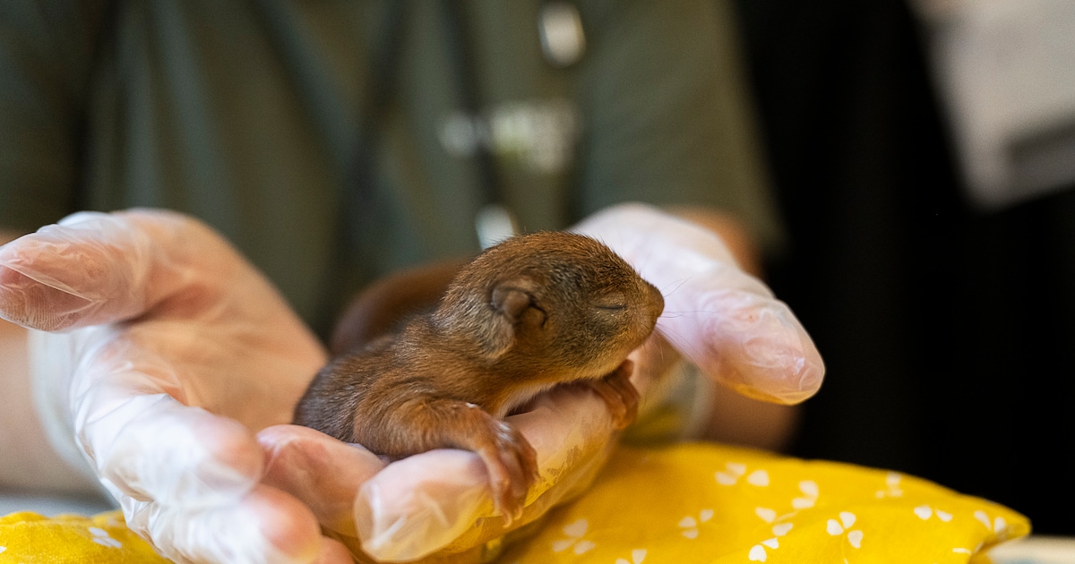 Maak mee hoe herstelde beestjes vrijgelaten worden: opvangcentrum voor wilde dieren Brasschaat-Kapel