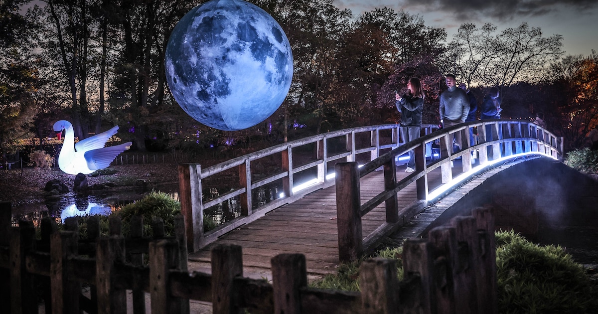 IN BEELD. Hasselt kleurt magisch: Japanse Tuin verandert in feeëriek lichtspektakel tijdens Lichtfes
