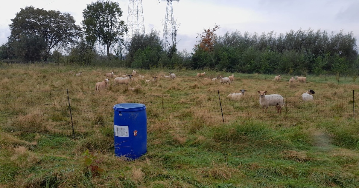 Rupelzondag in Schelle neemt bezoekers mee achter de schermen van bioboerderij Forestree Farm
