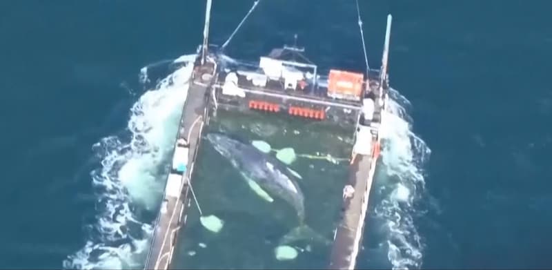 Luchtbeelden tonen hoe bultrug Timmy to the North Sea vervoerd wordt.