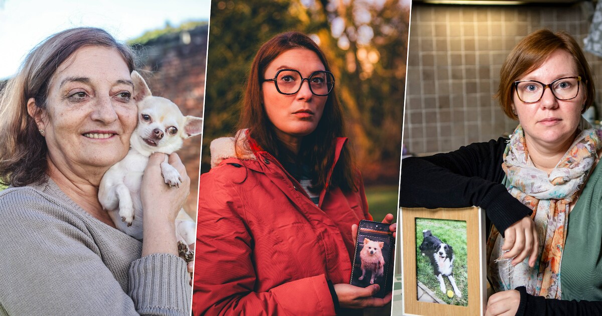 “Als mijn hond een kind was, dan was ze meteen gevonden”: baasjes en ...
