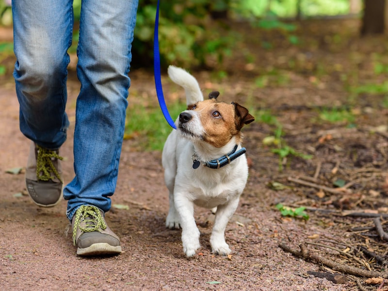 Van de hond uitlaten tot auto’s wassen: de leerlingen willen buurtbewoners helpen met kleine klusjes. 