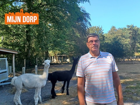 Arnold Naessens bij zijn alpaca’s in Loppem.