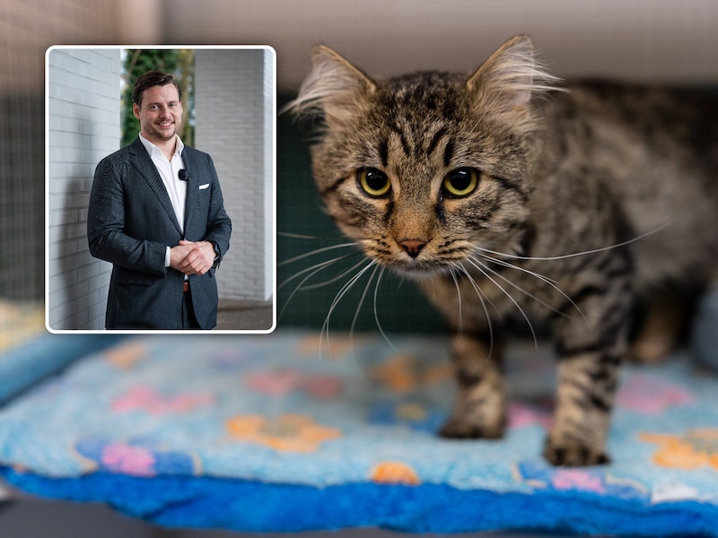 Tijdelijke samenwerking met CATDET voor zwerfkatten in Brecht