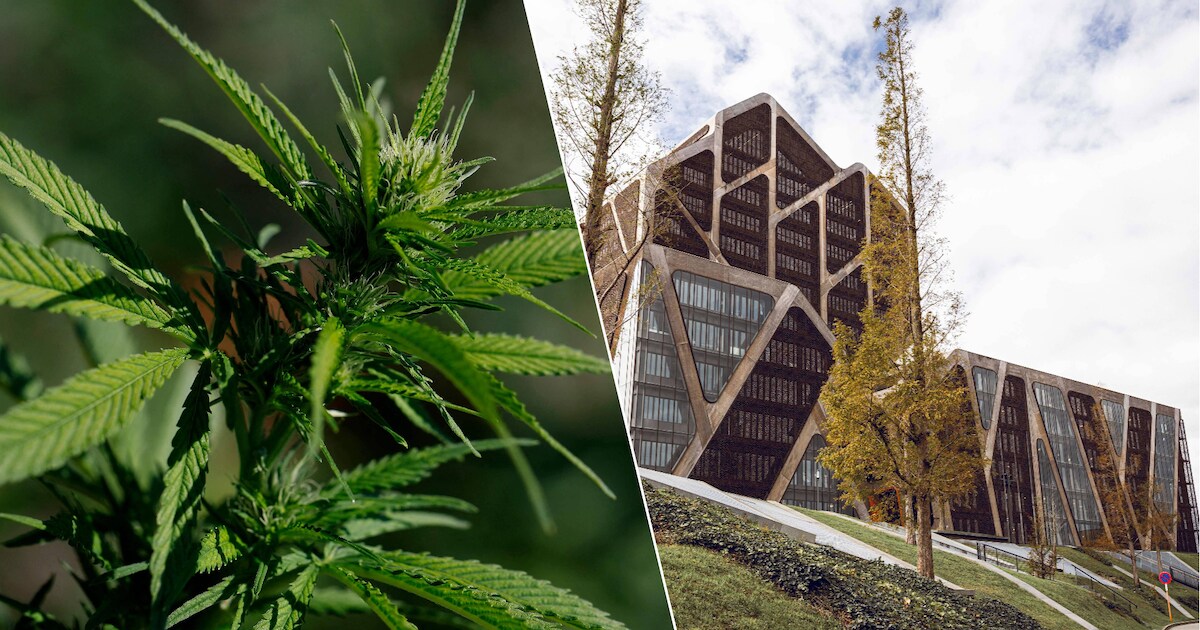 Hoe snelheidscontrole speurders tot bij cannabisplantage brengt: “Er lag een kilo speed en cannabis 