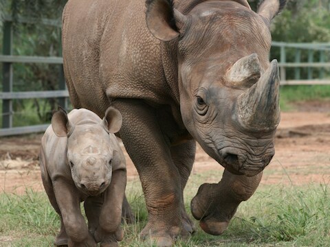 De trots van Taronga: Bakhita met haar kalf in april 2010. Het is onduidelijk of deze dieren nog in leven zijn.