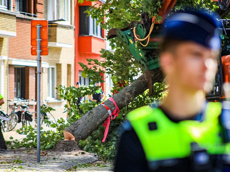 Bomenkap Deurne