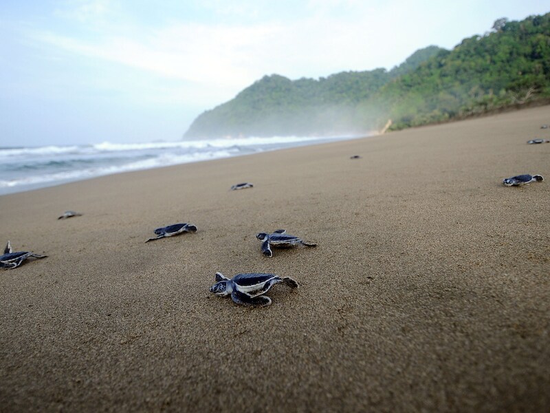 Krapé-schildpadjes verlaten hun nesten en kruipen naar de zee.