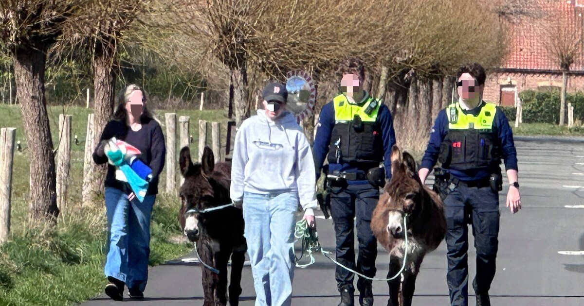 Opvallend beeld: politie Westkust vangt en begeleidt ontsnapte ezels terug naar hun weide | Koksijde