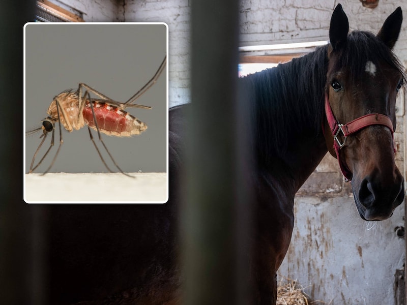 Paard in regio Brecht besmet met westnijlvirus: “De beste bescherming is het voorkomen van muggenbeten”