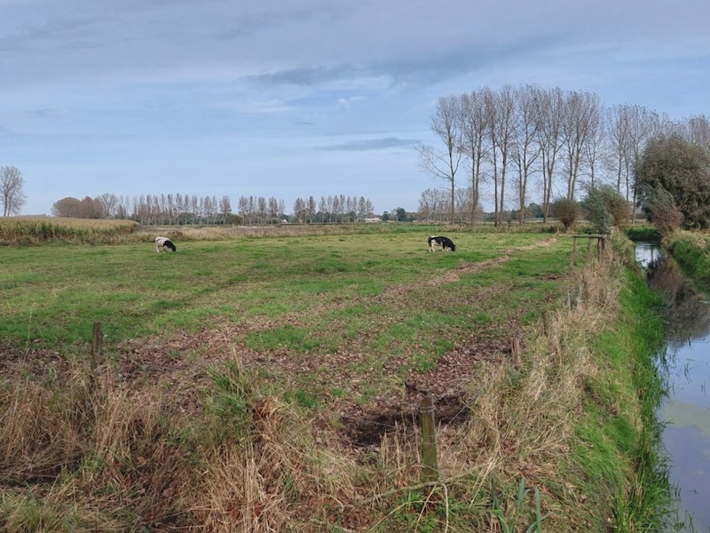 Beernem gaat jachtrecht in onder meer Beverhoutsveld binnenkort verpachten