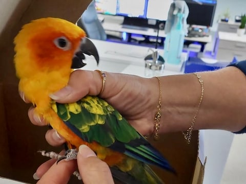 Wie kent (de eigenaar van) deze papegaai, aangetroffen in Kortrijk?