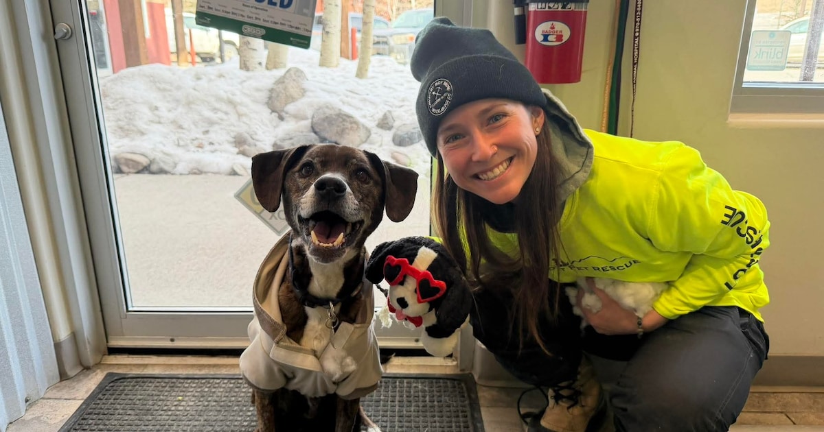 Rocky bedwingt de Rocky Mountains! Hondje na zes weken alleen in de bergen levend gevonden: “Het is 