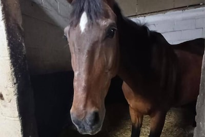 Paard Chocotof sterft door stress na vuurwerkknal in Zwijnaarde: eigenaars zoeken getuigen