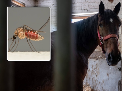 Enkele beelden ter illustratie. Het westnijlvirus wordt overgedragen door muggen. Een besmette mug kan vervolgens ook mensen en paarden besmetten.
