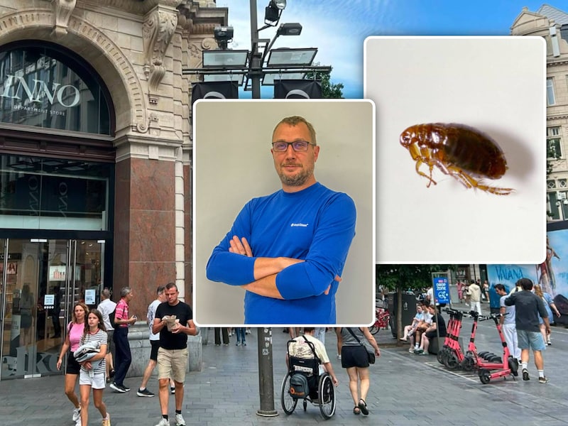 “Dagelijks stofzuigen is alvast één goed preventiemiddel”: na vermoeden van vlooienplaag in Inno Antwerpen tipt expert hoe je van de beestjes afgeraakt