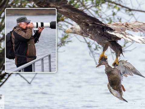 Fotograaf Marleen Poelmans (inzet) kon vanop amper 50 meter afstand vastleggen hoe een zeearend een eend uit het water greep.
