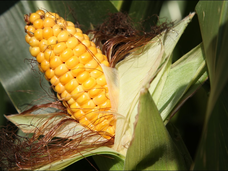 De fabriek moet een van de grootste Monsanto-fabrieken voor maïszaaigoed worden.