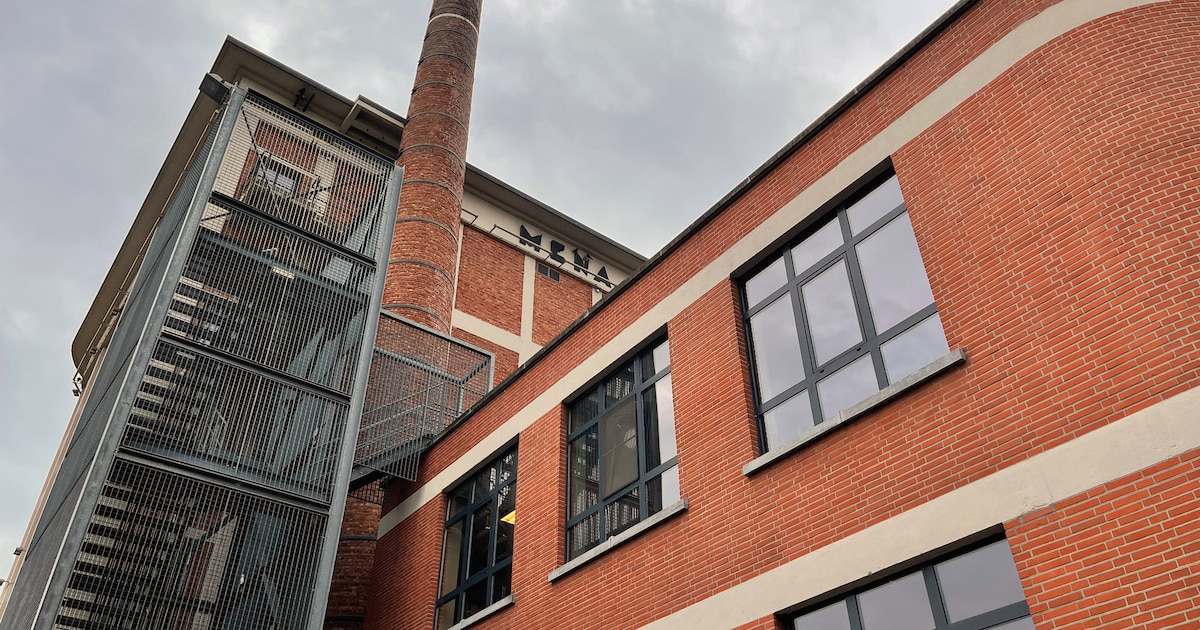 bruine-beer-belooft-cultuur-op-zondag-rotselaar-hln-be
