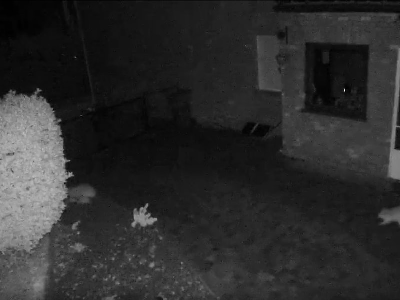 Een wasbeer, die op wandel is in de tuin, wordt door een lezer in Bekkevoort op camera gelegd.