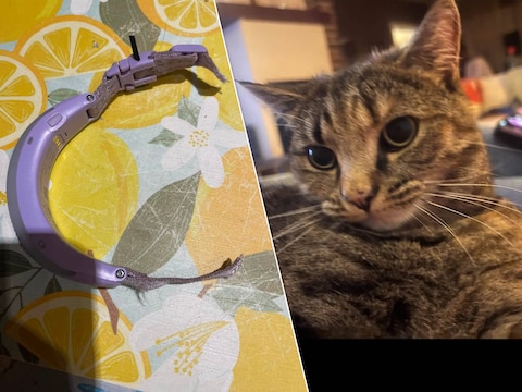 Het doorgeknipte halsbandje van Selina , Poes Selina uit Ingelmunster is verdwenen